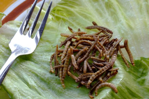 Fried flour worms or mealworms