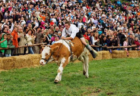Muensinger Ochsenrennen ox race
