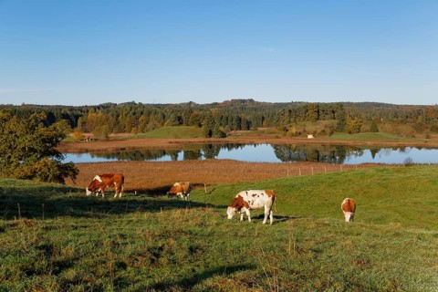 Cows in the pasture