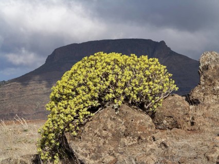 Flowering Berthelot Spurge (Euphorbia berthelotii)