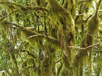 Moss-covered trees