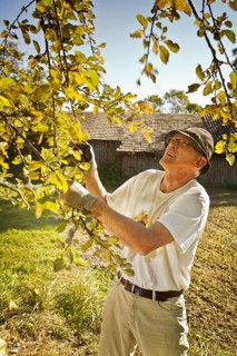 Man at the apple harvest