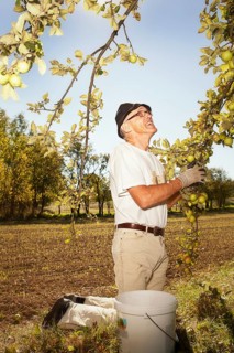 Man at the apple harvest