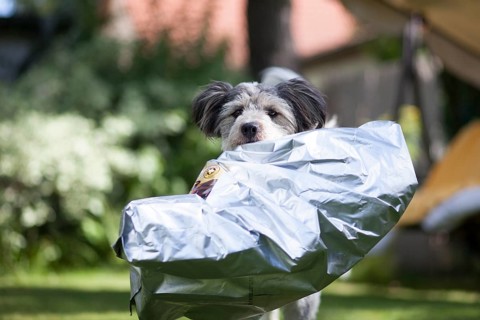 Mixed-breed dog carrying an empty feed bag in its mouth