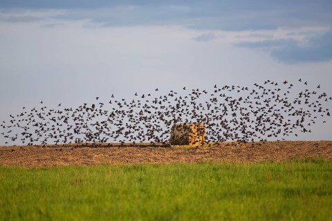 Flock of Skylarks (Alauda arvensis) on a field at the Havel Canal near Potsdam-Paaren