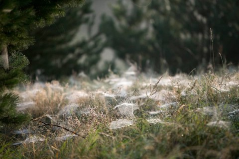 Cobwebs of dwarf spiders (Linyphiidae) on a meadow in the morning dew