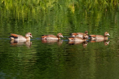 Nile Geese (Alopochen aegyptiacus) with chicks on the Havel Canal near Potsdam-Paaren