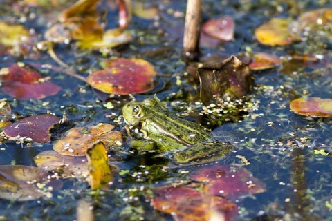 Edible Frog (Pelophylax esculentus)