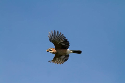 Jay (Garrulus glandarius) in flight with an acorn in its beak