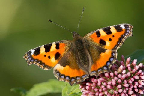 Small Tortoiseshell (Aglais urticae) butterfly