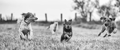 Three different sized dogs running across a harvested field