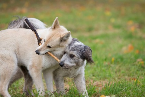 Two dogs playing with a stick