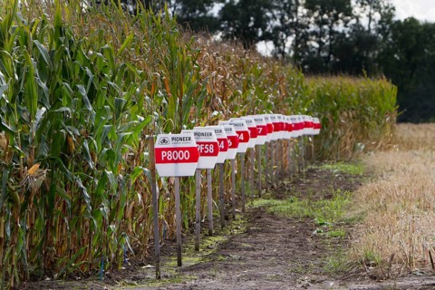 Test field for corn owned by the company duPont