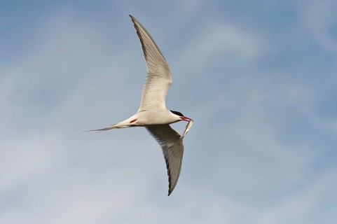 Arctic Tern (Sterna paradisaea)