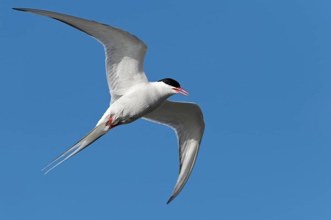 Arctic Tern (Sterna paradisaea)