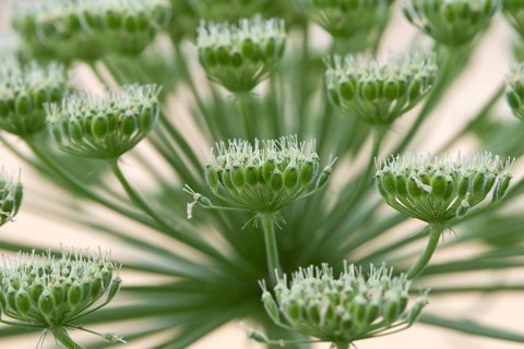 Hogweed (Heracleum sphondylium)