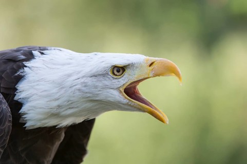 Bald Eagle (Haliaeetus leucocephalus)