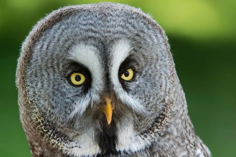 Great Grey Owl or Lapland Owl (Strix nebulosa nebulosa)