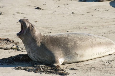 Northern Elephant Seal (Mirounga angustirostris) with its mouth wide open