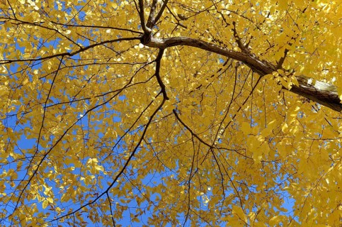 European or Common Hornbeam (Carpinus betulus) with autumn colours