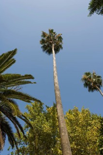 Palm trees