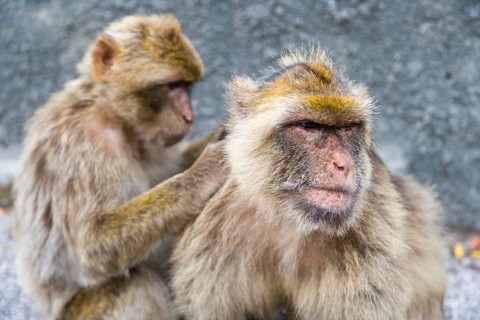 Two Barbary macaques