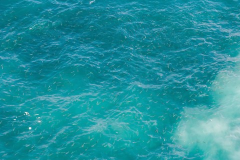 Fish in the waters of Europa Point