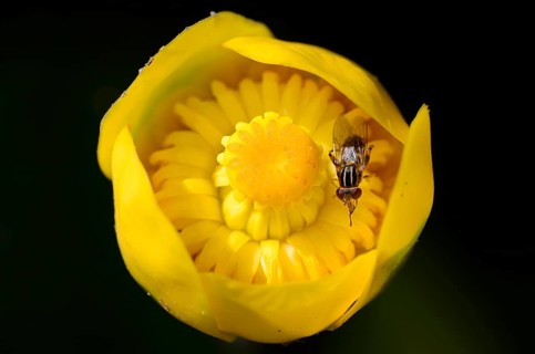 Common Sonnenschwebfliege hoverfly (Helophilus pendulus) on flower of Yellow pond lily (Nuphar lutea)