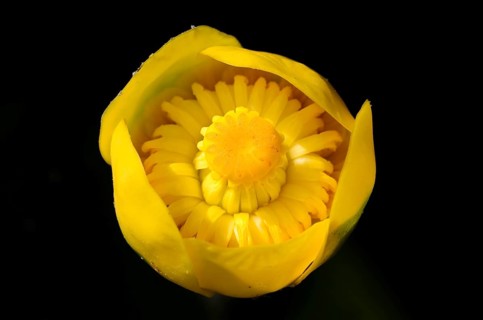 Flower of a yellow pond lily (Nuphar lutea)