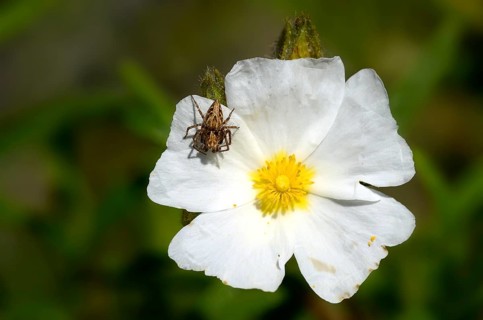 Montpellier Rockrose