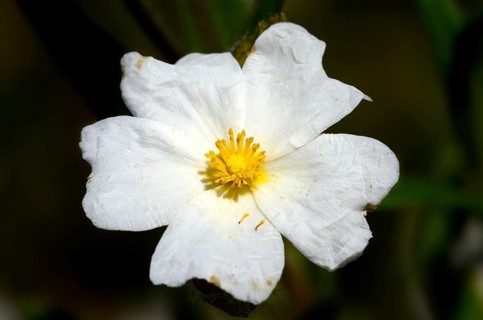 Montpellier Rockrose
