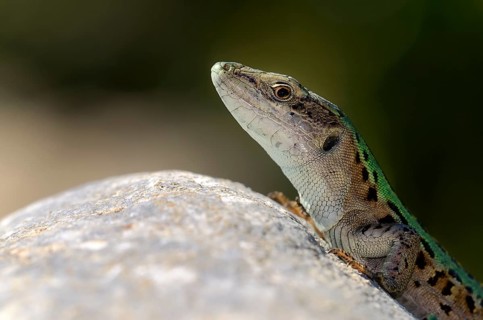 Italian wall lizard