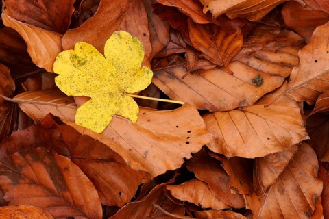 Leaf of a Field Maple (Acer campestre) on Beech (Fagus sylvatica) leaves