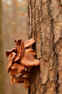 Common Honey Fungus (Armillaria mellea) on a pine tree