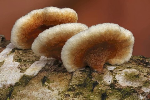 Crowded Parchment (Stereum rameale)