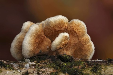 Crowded Parchment (Stereum rameale)