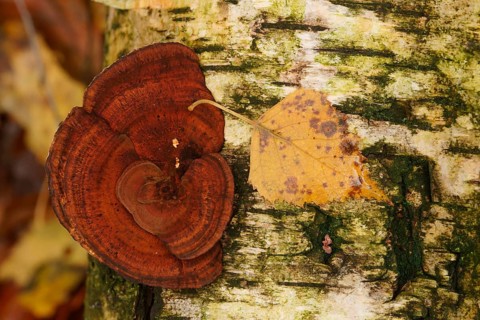 Turkey Tail (Trametes versicolor)