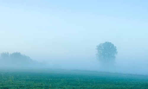 Meadows with morning mist