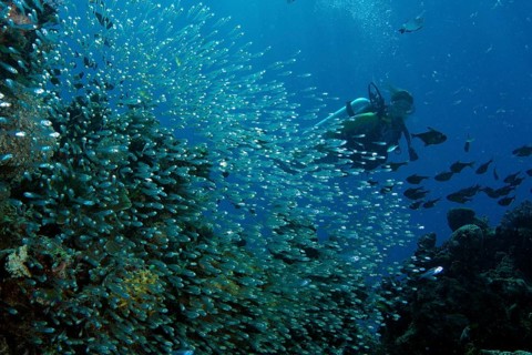 Scuba diver swimming behind a swarm of Glassfish (Parapriacanthus ransonneti)