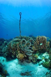 A torn anchor rope at a coral reef