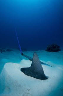 An anchor of a sports boat on the sandy bottom
