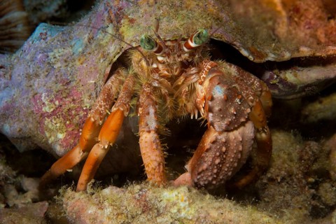 Anemone Hermit Crab (Dardanus pedunculatus)