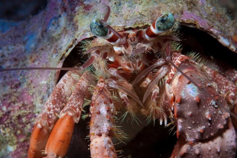 Anemone Hermit Crab (Dardanus pedunculatus)