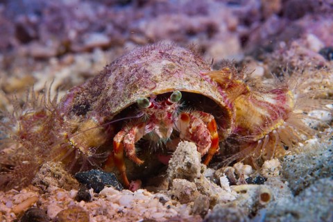 Anemone Hermit Crab (Dardanus pedunculatus)