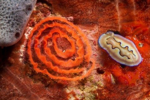 Colourful Sea Slug