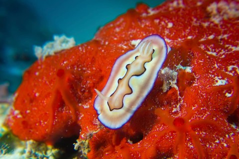 Colourful Sea Slug