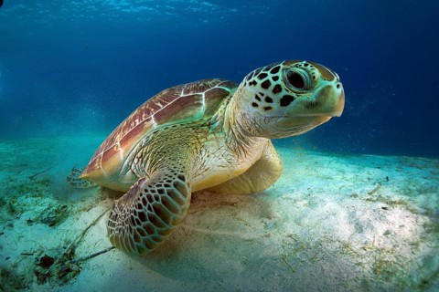 Green Sea Turtle (Chelonia mydas)