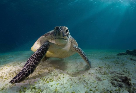 Green Sea Turtle (Chelonia mydas)