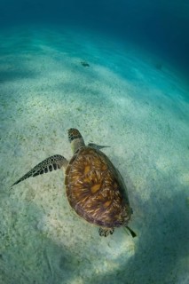 Green Sea Turtle (Chelonia mydas)