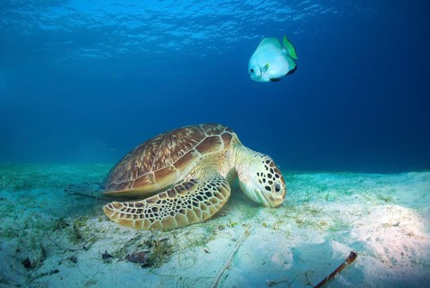 Green Sea Turtle (Chelonia mydas) eating seagrass